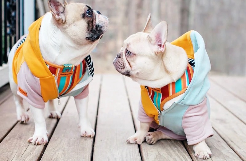 French Bulldog Jacket: A Great Purchase For Your Pet