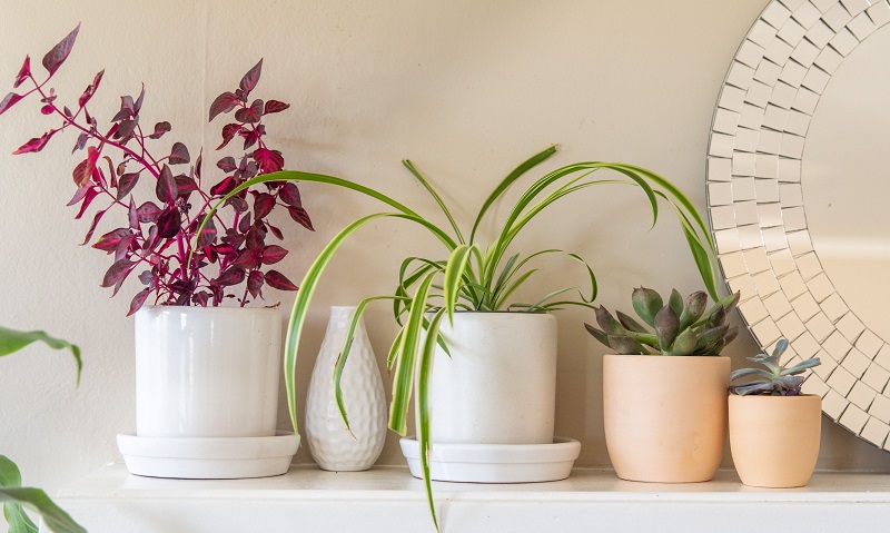 Reasons to Add Flowers to Your Home Decor