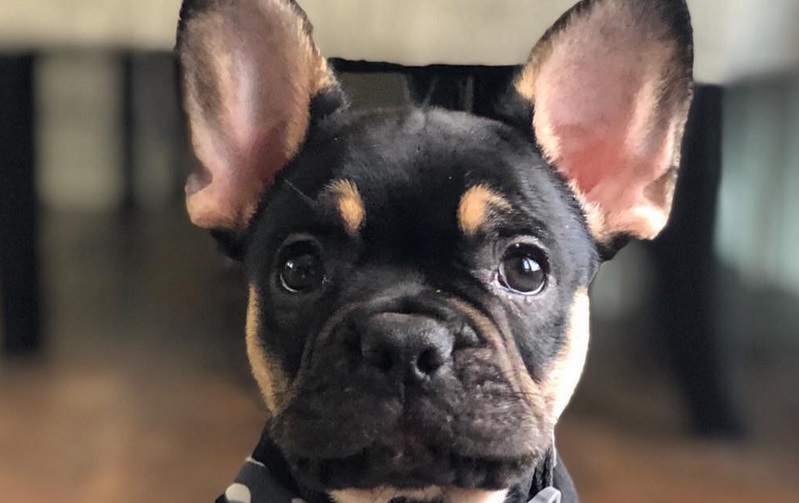 Everything You Need To Know About Frenchie Dog Clothing