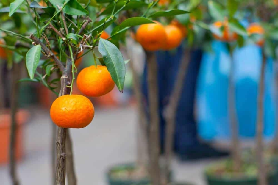 Benefits of Growing Dwarf Fruit Trees
