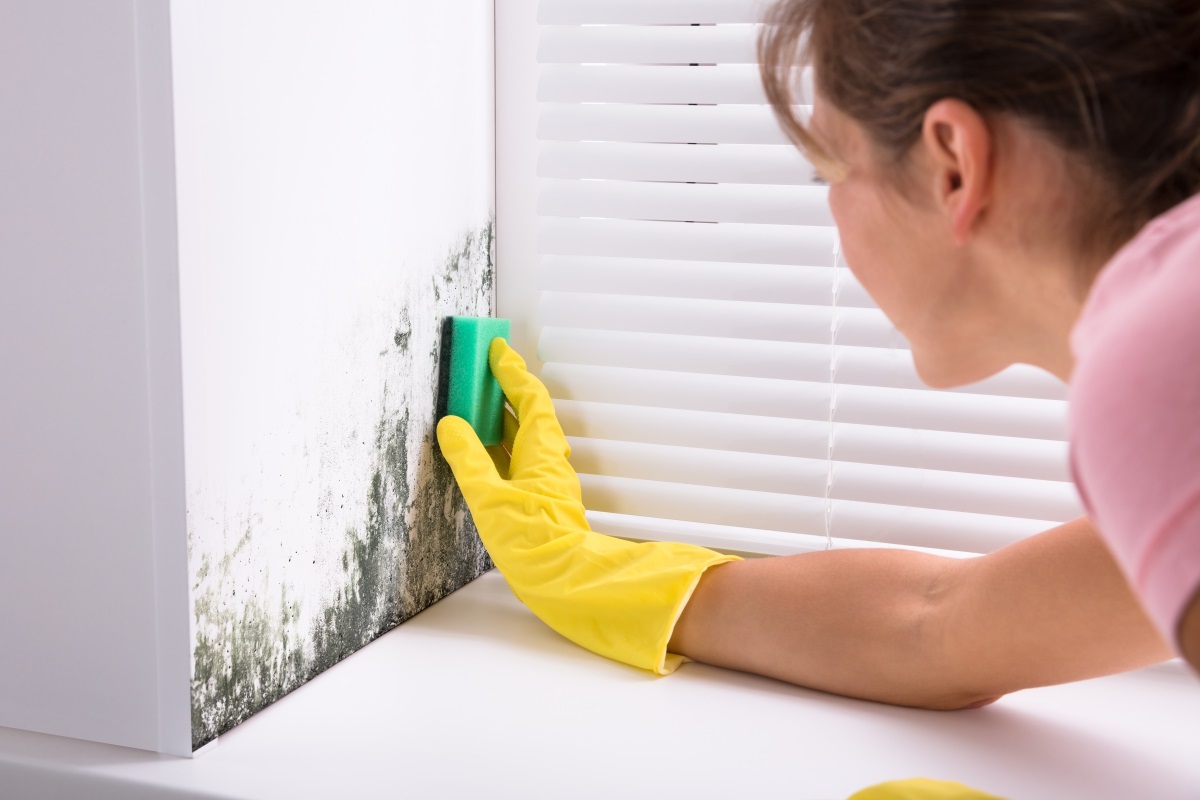 How To Get Rid of Mold and Water Damage